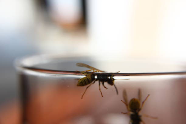 bees on iron in malatya turkey