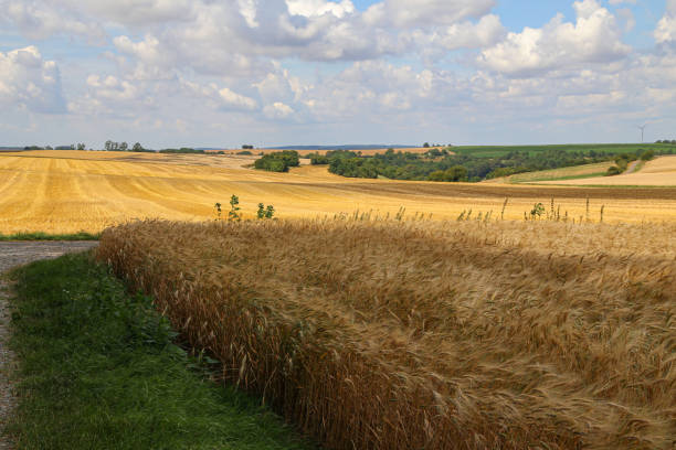 istock Rural landscape with yellow fields of mature wheat 1166280971