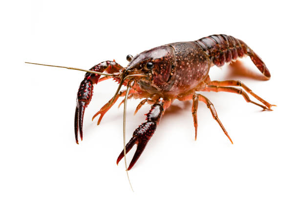 live crayfish. green crayfish on a plate