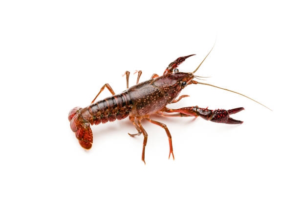Baby crawfish found on a pebble beach