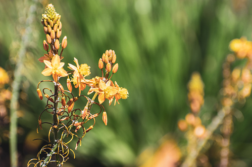 Narthecium flowers used for landscaping purposes on the streets of San Francisco Bay area, California; Narthecium is a Eurasian and North American genus of herbaceous flowering plants