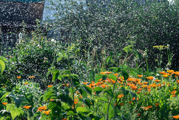 istock Garden sprinkler. Watering concept. 1166282404