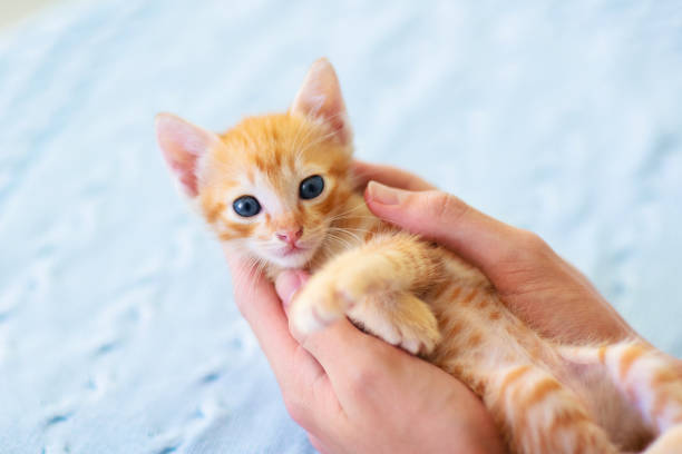 istock Baby cat. Ginger kitten playing at home. 1166282775