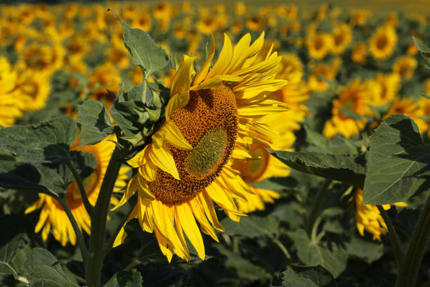 istock Beautiful bright colored sunflowers and green plants 1166283521