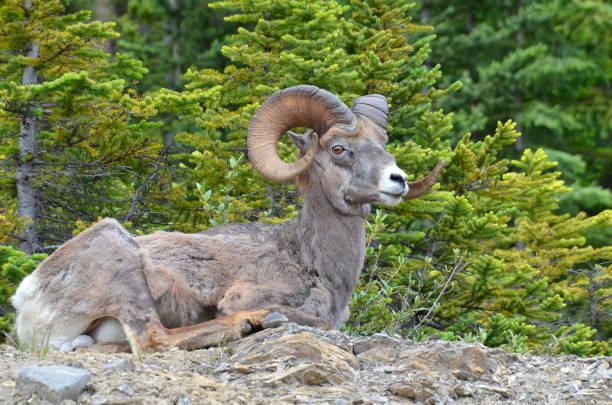 istock Bighorn Sheep in Jasper National Park 1166283538