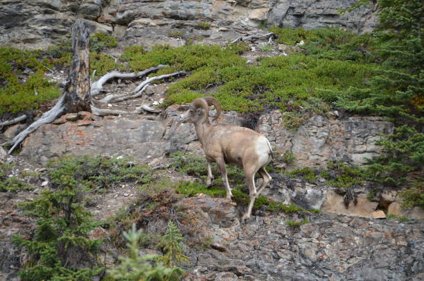 istock Bighorn Sheep in Jasper National Park 1166283542