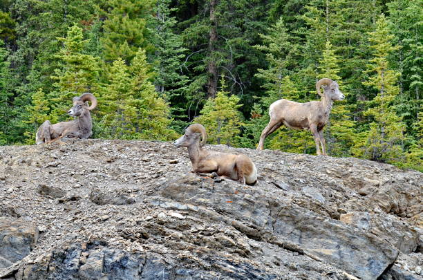 istock Bighorn Sheep in Jasper National Park 1166283634