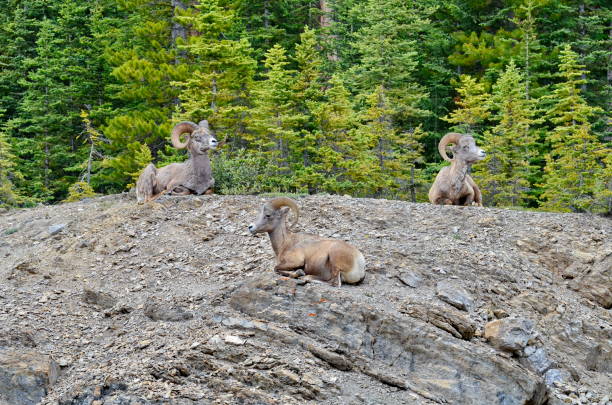 istock Bighorn Sheep in Jasper National Park 1166283638