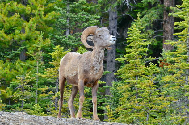 istock Bighorn Sheep in Jasper National Park 1166283653