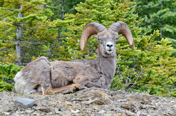 istock Bighorn Sheep in Jasper National Park 1166283838