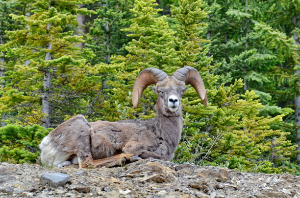 istock Bighorn Sheep in Jasper National Park 1166283843