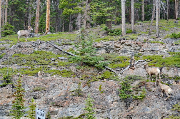 istock Bighorn Sheep in Jasper National Park 1166283931