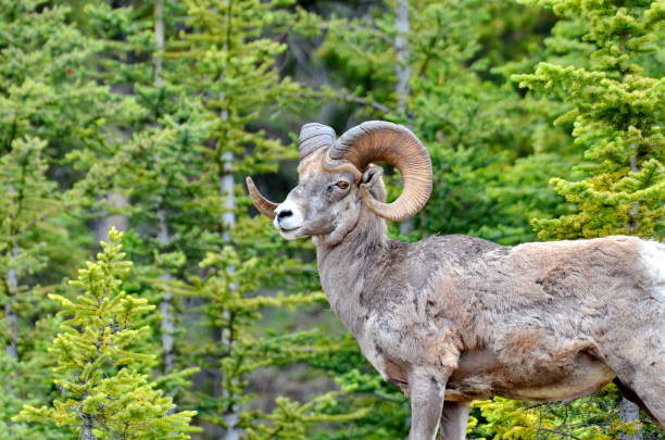 istock Bighorn Sheep in Jasper National Park 1166283932