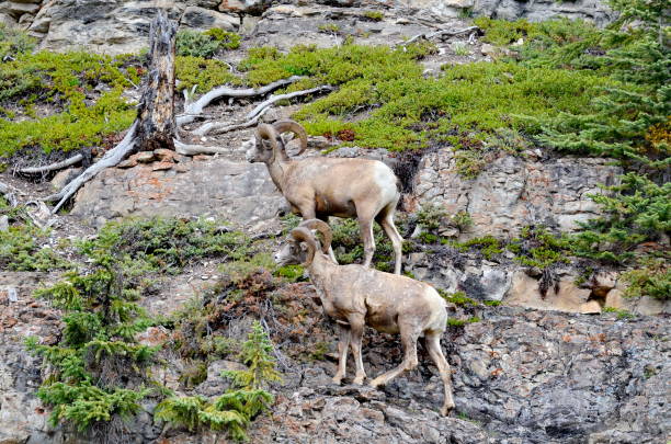 istock Bighorn Sheep in Jasper National Park 1166283937