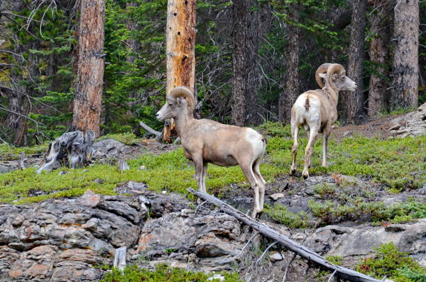 istock Bighorn Sheep in Jasper National Park 1166283974