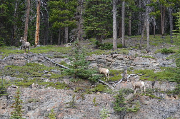 istock Bighorn Sheep in Jasper National Park 1166284004