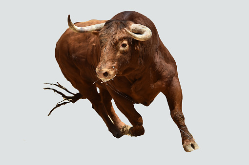 spanish big bull