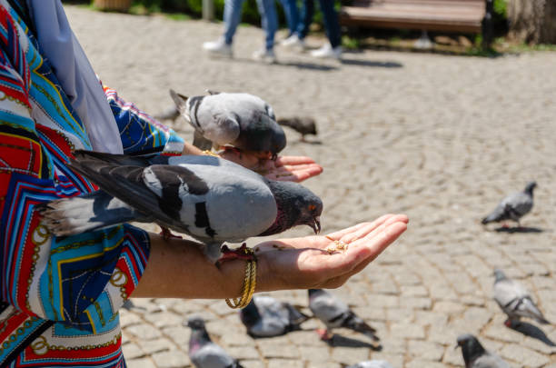 istock The pigeon is feeding in the woman's hand 1166284892