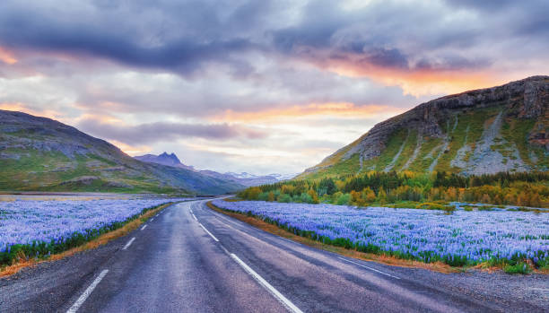 istock Classical Icelandic summer road trip view. Spectacular asphalt road in Iceland, rounded blooming fields of violet lupine, summertime in Iceland. Picturesque sunset landscape, travel background. 1166285182