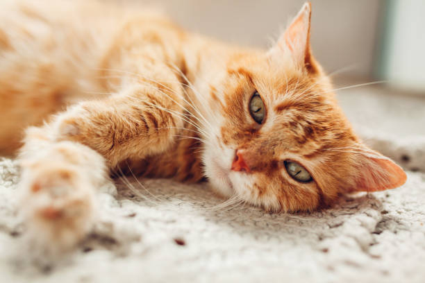 istock Ginger cat lying on floor rug at home. Pet relaxing and feeling comfortable 1166286520