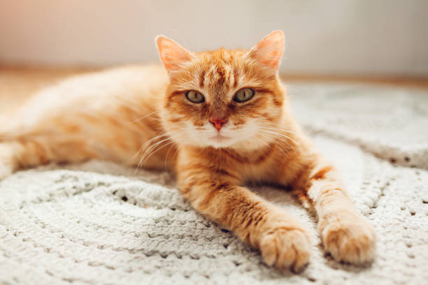 istock Ginger cat lying on floor rug at home. Pet relaxing and feeling comfortable 1166286542
