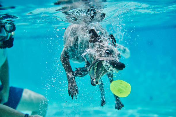 istock Dog dives for yellow ball 1166287124