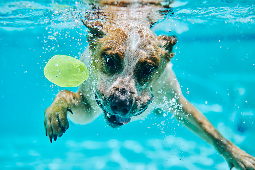 Australian Cattle Dog dives for toy in swimming pool