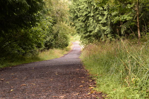 istock Footpath Inside Beautiful Lush Forest At Woodard Bay Conservation Area 1166287144