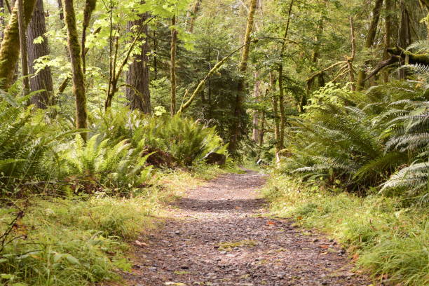 istock Footpath Inside Beautiful Lush Forest At Woodard Bay Conservation Area 1166287148