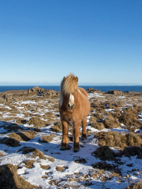 istock wild iceland horses with snow 1166287288