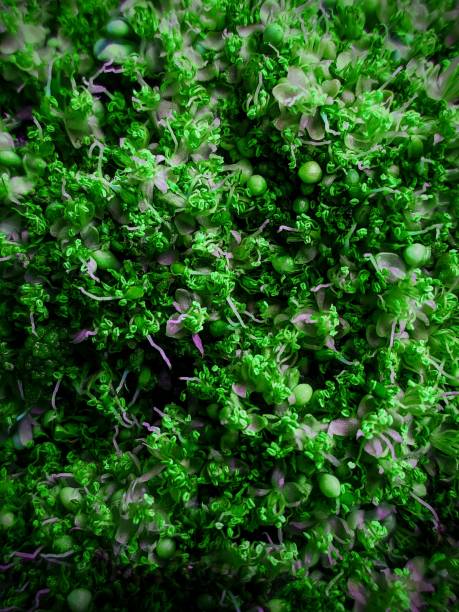 istock Green flower beauty 1166287640
