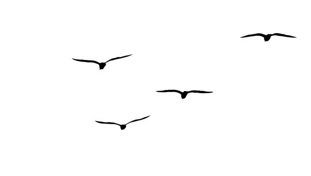 flock of migratory seagulls, silhouette flock of migratory seagulls, silhouette seagull stock illustrations