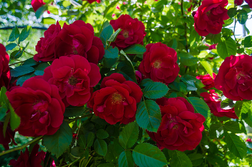 Bush of a fluffy red roses in sunny day. Romantic florets on blurred green leaves background in lush garden. Close up of bushes with full blooms on shrubs. Magenta flowers for decorating any holiday.