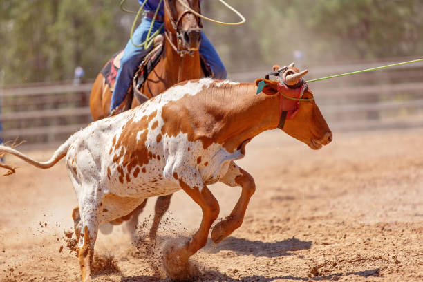 istock Cowboys On Horseback Lassoing A Running Calf 1166290380