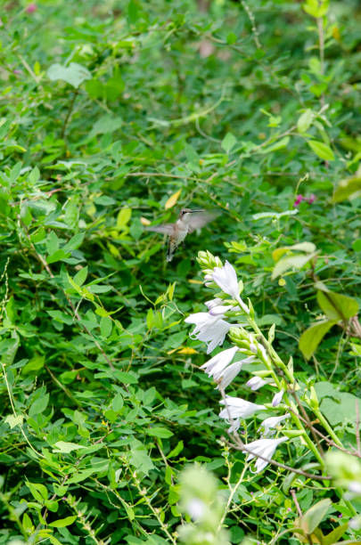 kolibri bekommt nektar aus einer tropischen pflanze - sternelfe stock-fotos und bilder