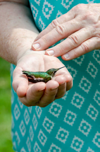 halten eines weiblichen kolibris in der handpalme - sternelfe stock-fotos und bilder