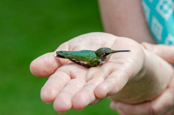 halten eines weiblichen kolibris in der handpalme - sternelfe stock-fotos und bilder