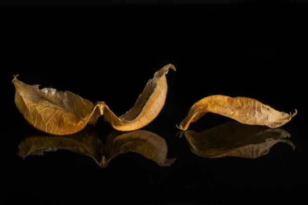 istock Fresh orange physalis isolated on black glass 1166292996