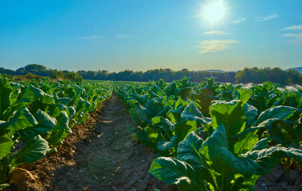 champs cultivés avec des plants de tabac. arrosez les champs de tabac en été. estrémadure.. espagne - tobaco photos et images de collection