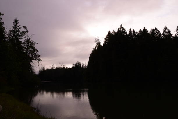 istock Silhouetted Coniferous Trees Against Dramatic Sky At Woodard Bay Conservation Area 1166294984