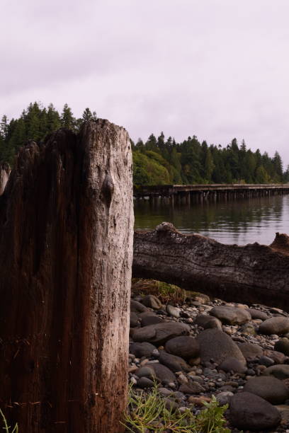 istock Logs Along Shoreline At Woodard Bay Conservation Area 1166295043