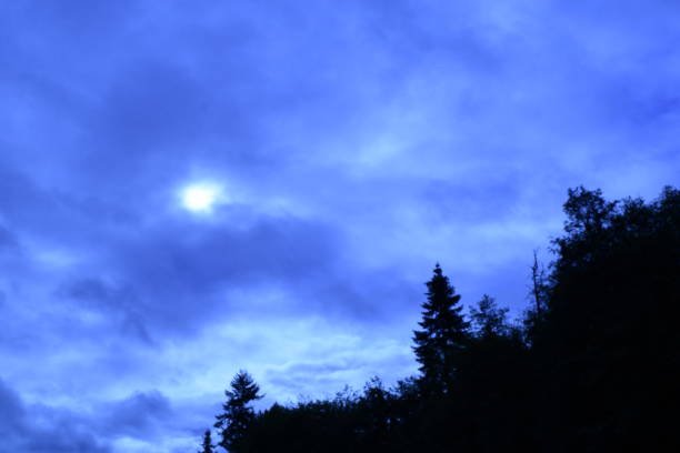 istock Silhouetted Coniferous Trees Against Dramatic Cloudy Sky At Woodard Bay Conservation Area 1166295058