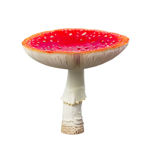 istock Red amanita isolated on white background 1166296263