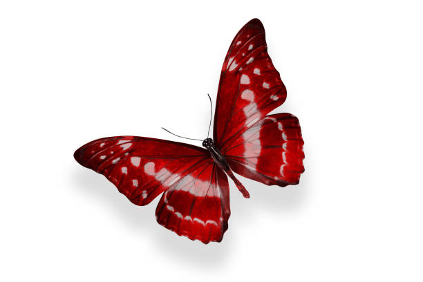 tropical red butterfly. isolated on white