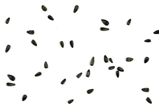 istock Sunflower seeds, background or texture isolated on white. lose-up. 1166305853
