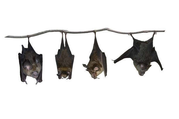 Bat hanging upside down isolated on white background Bat hanging upside down isolated on white background fruit bat photos stock pictures, royalty-free photos & images