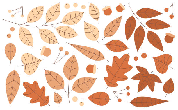 Autumn Leaves Acorns and Berries Autumn fall leaves orange gradient berries and acorns line flat design drawing. autumn orange maple leaf tree stock illustrations