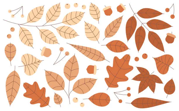 Vector illustration of Autumn Leaves Acorns and Berries