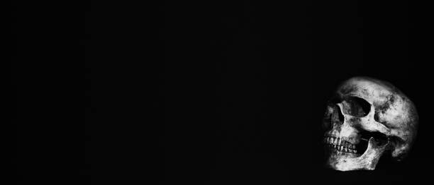 istock black and white of humen skull on dark background 1166310020