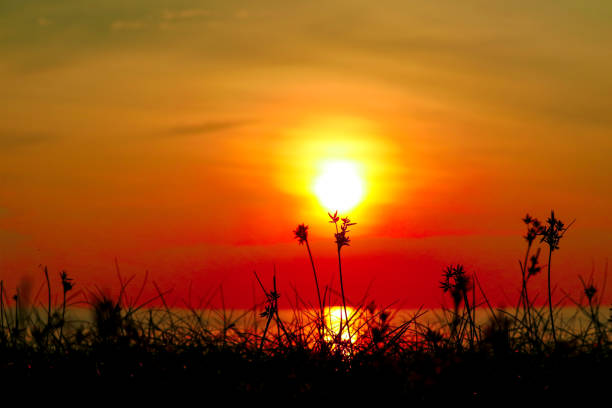 istock silhouette grass and weed on beach blurred sunset sky 1166310069